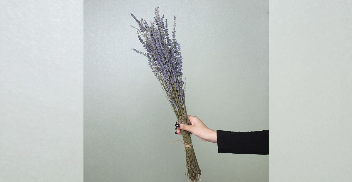 Hoa lavender khô trang trí văn phòng giảm căng thẳng